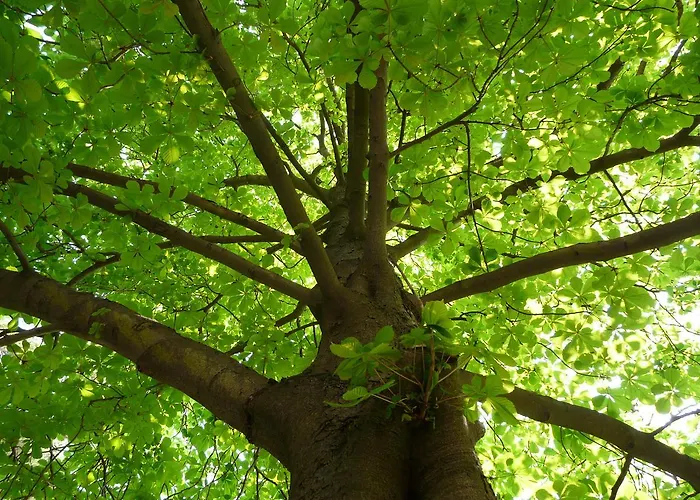 Walderholung 3* Oelsnitz (Erzgebirge)